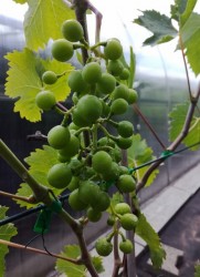 IMG_20210707_150114 (480x640).jpg