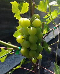 IMG_20210726_145235 (480x640).jpg