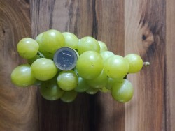 IMG_20210808 strapček (480x640).jpg