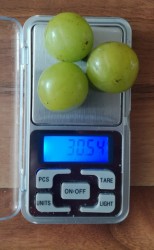 IMG_20210808 bobule (394x640).jpg