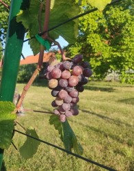 Jutal 03.08.2022.jpg