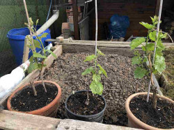 Předloňské výpěstky v záloze_Geliodor, Garold, Šaráda_2188.jpg