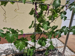 Darja 26062025 2.jpg