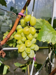 20250928_Land Cruiser.jpg