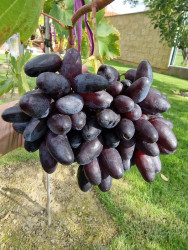 20251002 Nachodka Kalugina.jpg