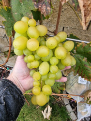 20251022_Talizman Ovalnyj.jpg