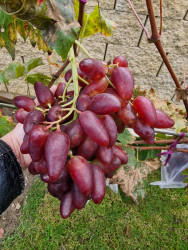 20251022_Dubovskyj Ružovyj.jpg