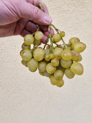 20251025_Kišmiš Citron Car Kutskij.jpg