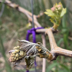 gordej prvy mraz.jpg